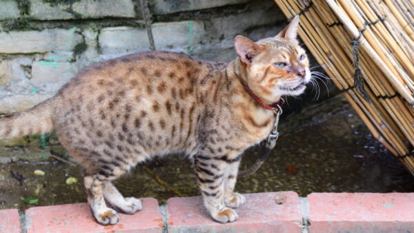 チャップリンの言葉