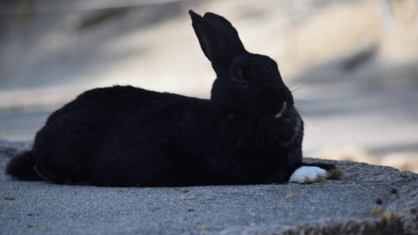 訓練や修行で持って生まれた性格は変わるのか？