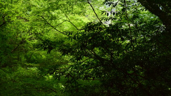 私の見た夢の夢判断