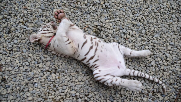 虚無感との共存