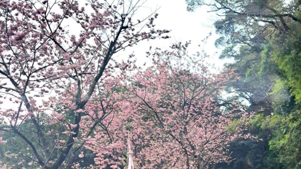 思想が交差する現代に生きる女性たち