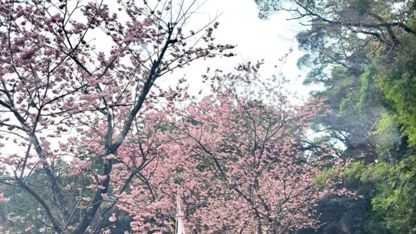 気ままに！つれづれに！アリのままで！