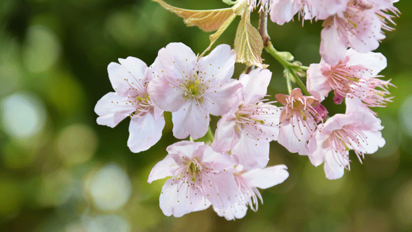 女性に多い木の芽時の揺らぎ