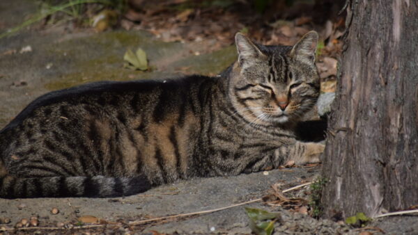 【意欲】と【欲】は違うもの